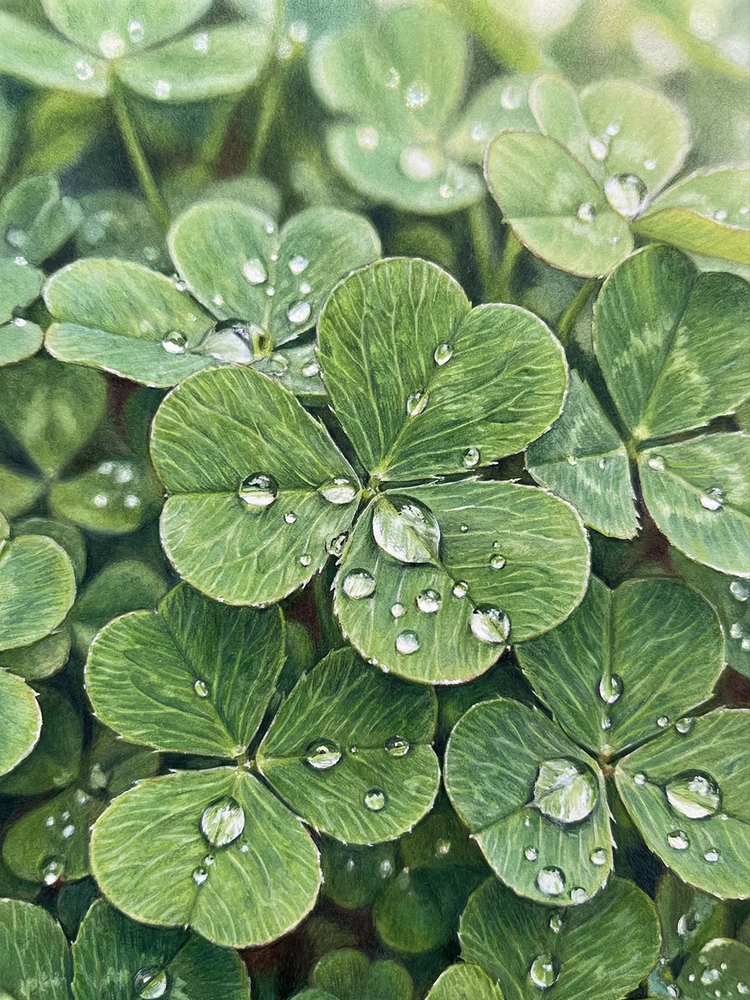 Trifoglio con la pittura a punti di goccioline d'acqua