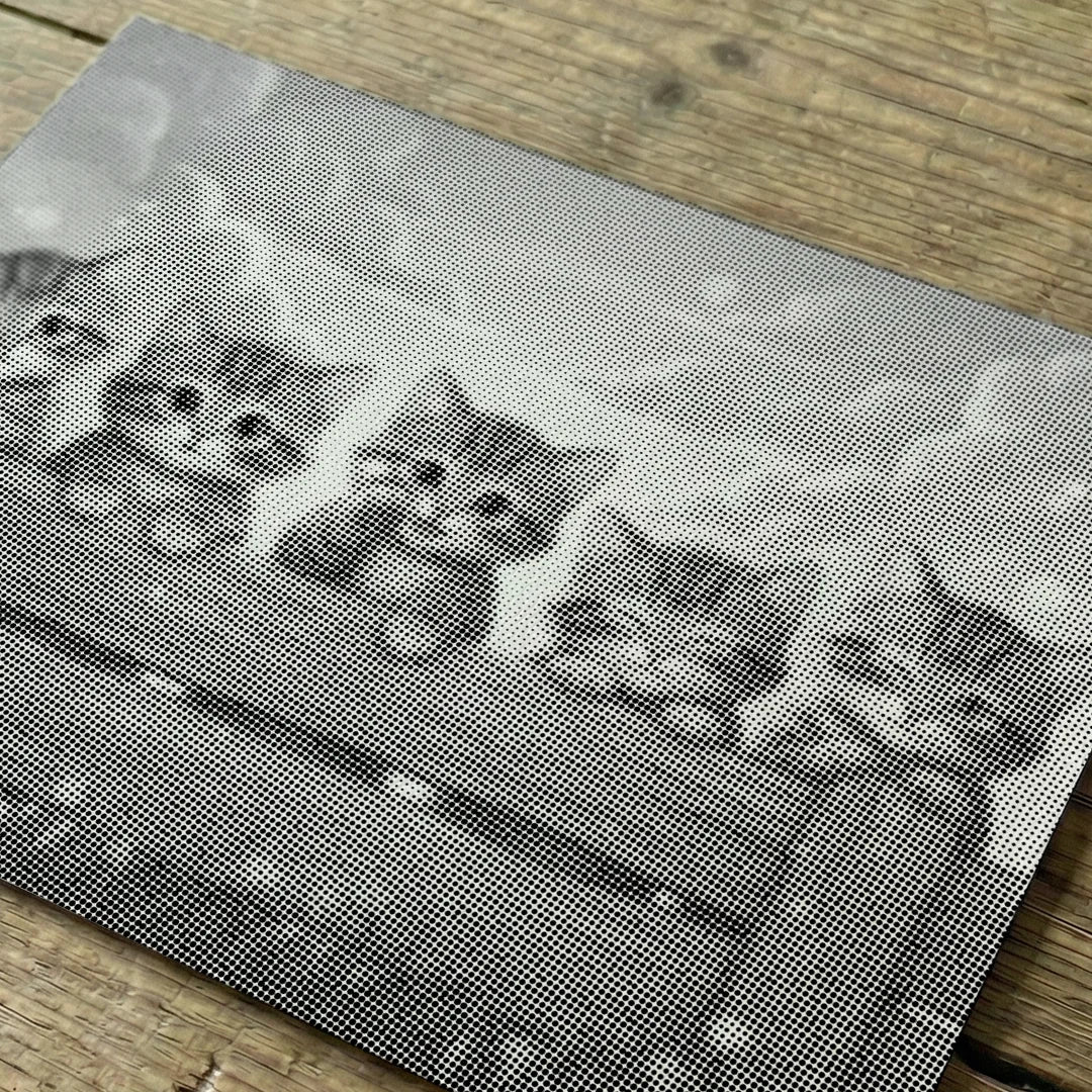 Kit dot painting Lupo